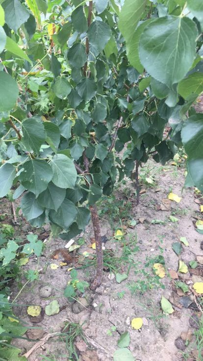 李子苗150~250cm基地直供包技术基地种植大量供应