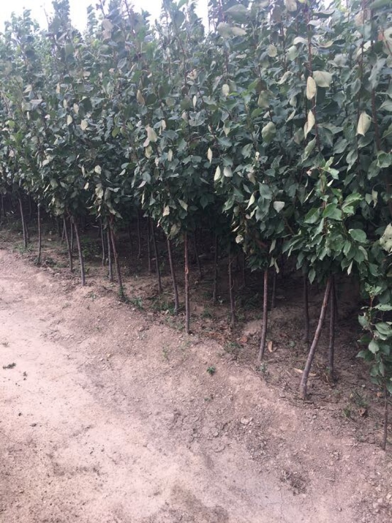 李子苗150~250cm基地直供包技术基地种植大量供应