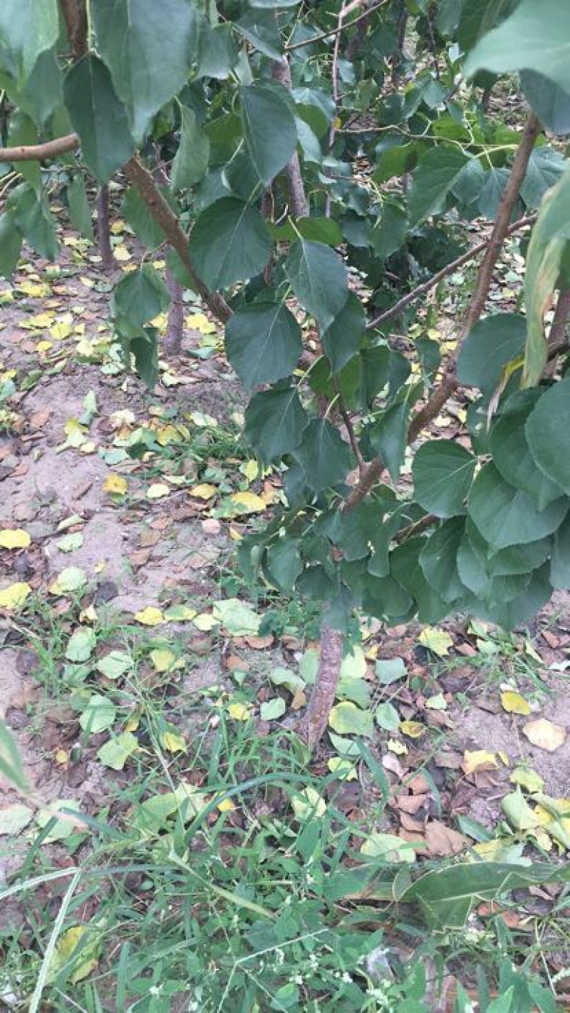 李子苗150~250cm基地直供包技术基地种植大量供应