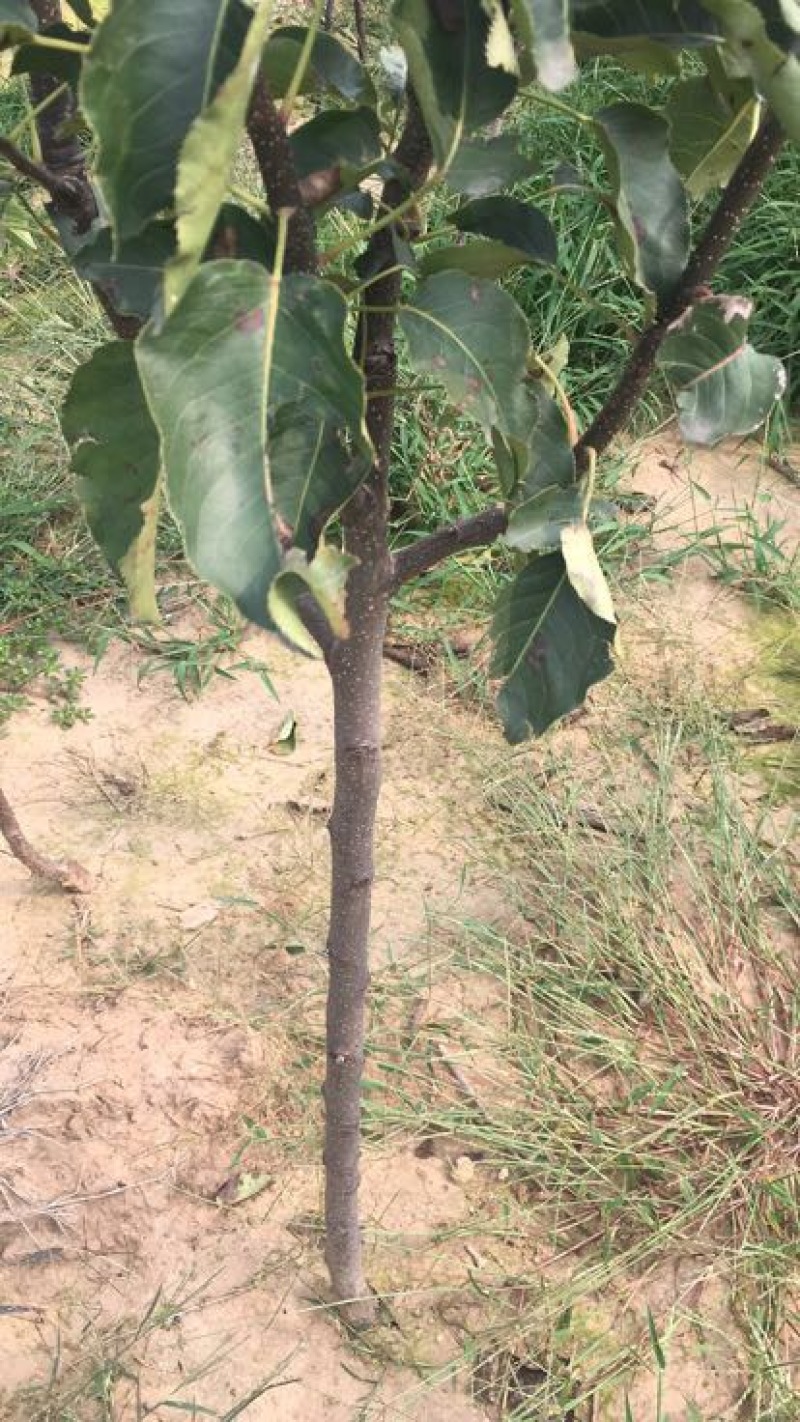 李子苗150~250cm基地直供包技术基地种植大量供应