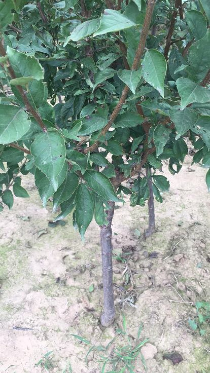 李子苗150~250cm基地直供包技术基地种植大量供应