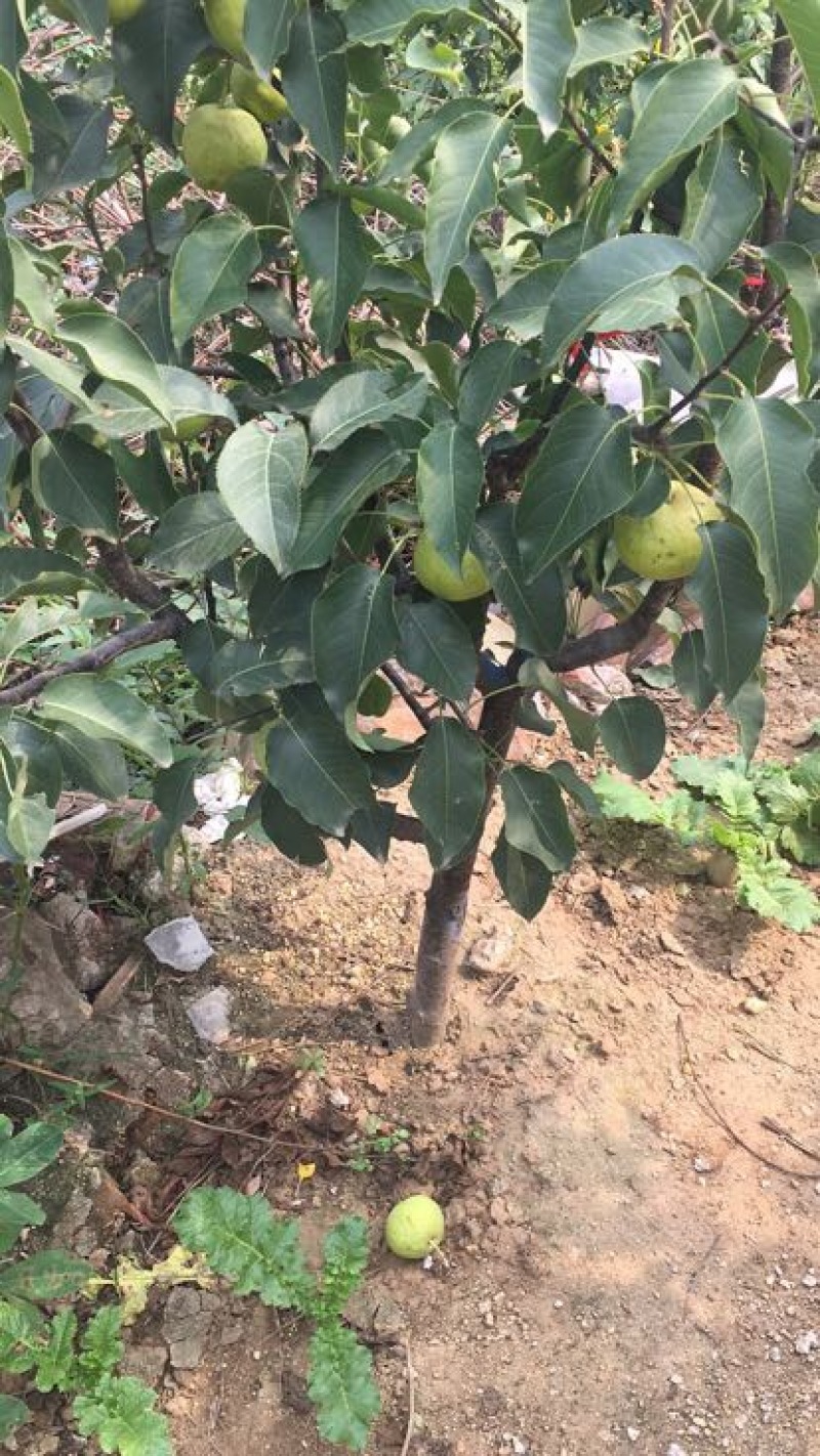 李子苗150~250cm基地直供包技术基地种植大量供应