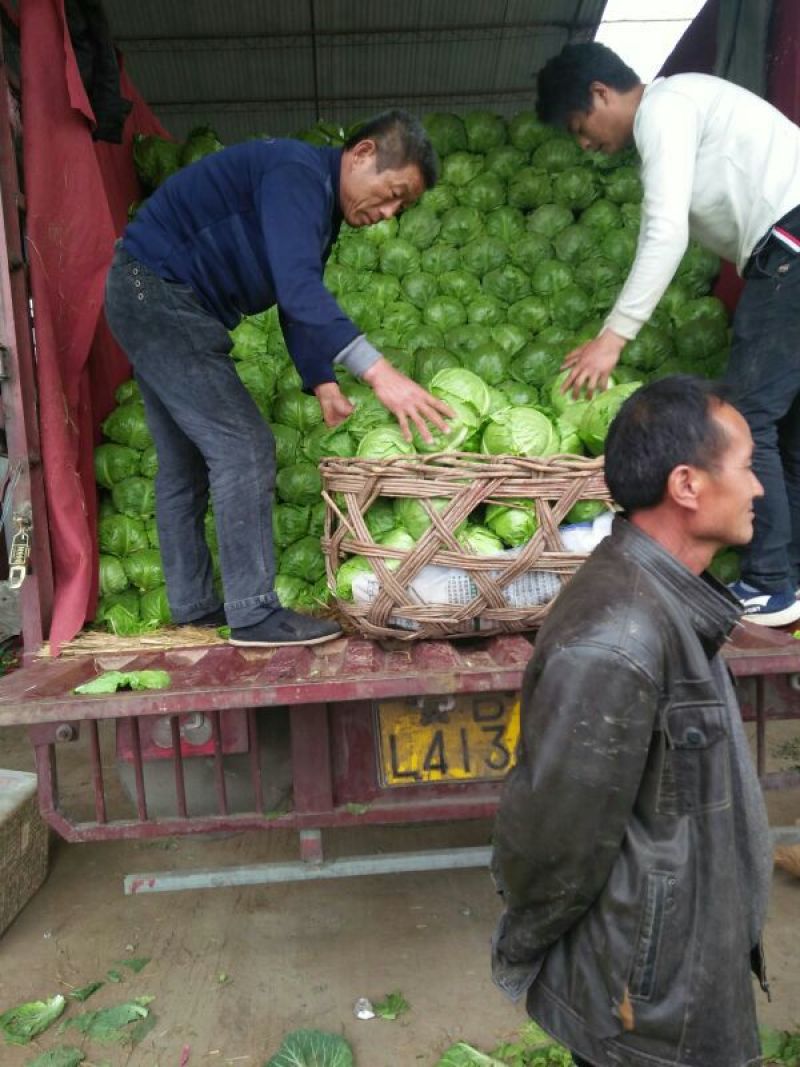 山东圆包菜大量上市产地直发诚信代办欢迎联系！