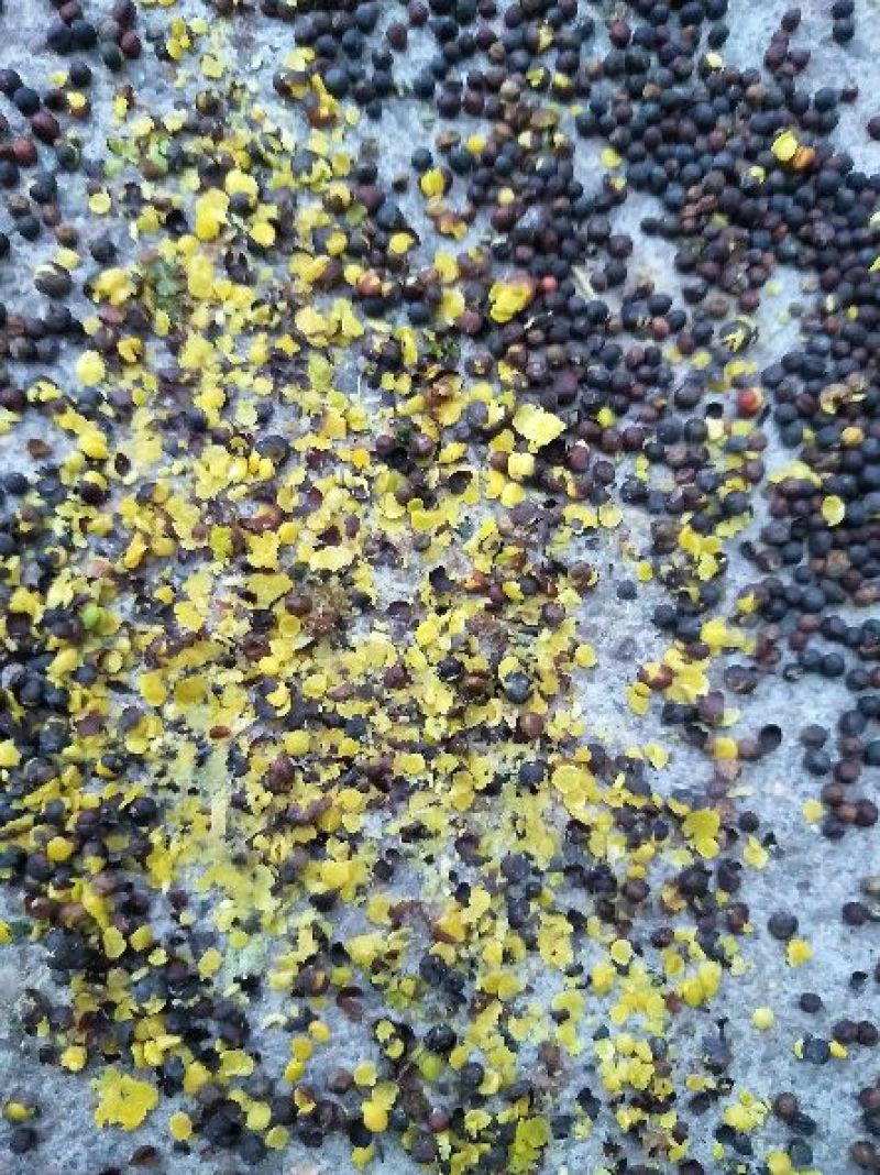 甘蓝型油菜籽1级