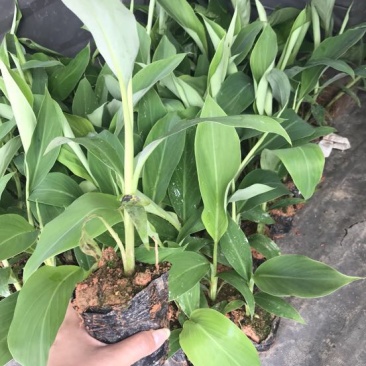 香蕉苗一级良种1~2年