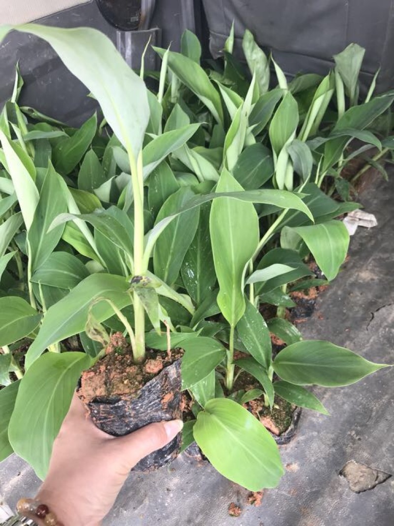 香蕉苗一级良种1~2年