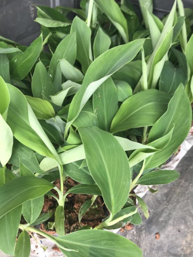 香蕉苗一级良种1~2年