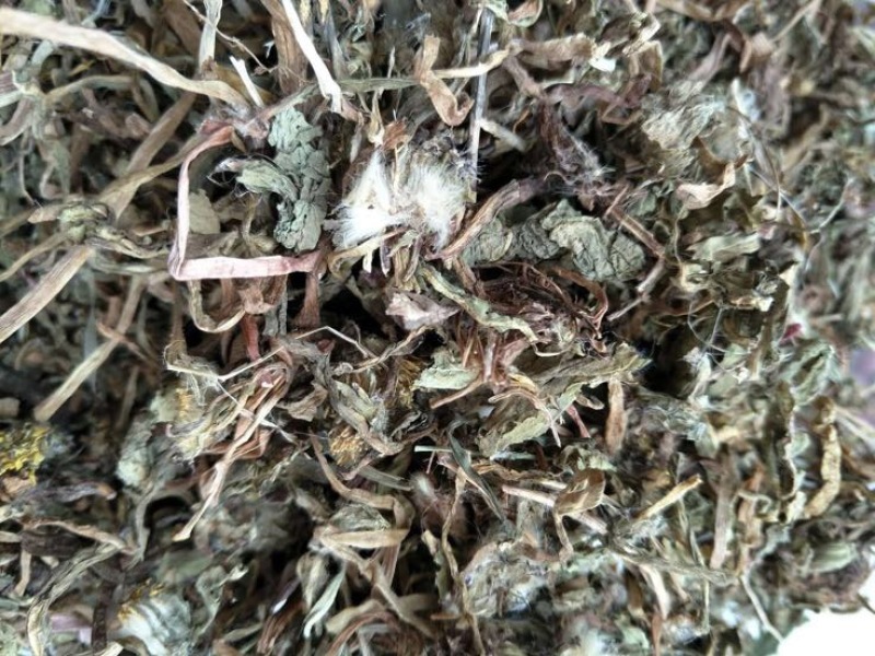 蒲公英婆婆丁蒲公英茶花草茶批发供应