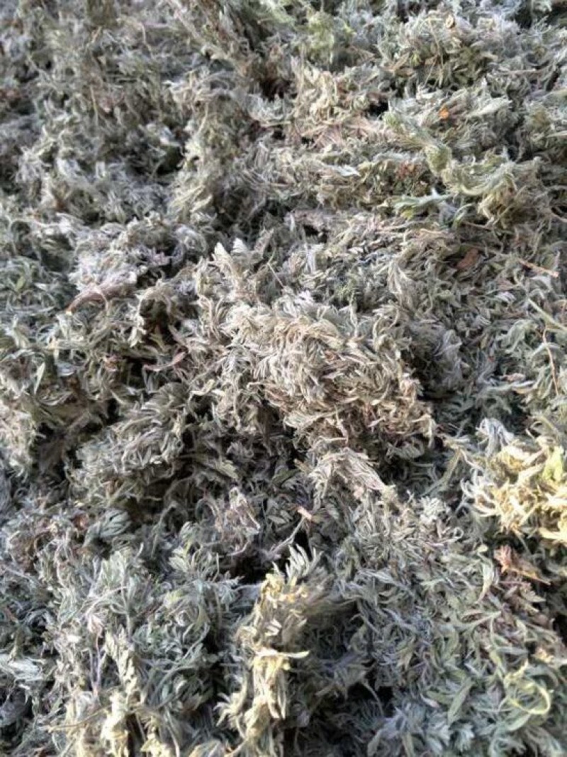 供应茵陈棉白蒿菌陈草中药材批发现货