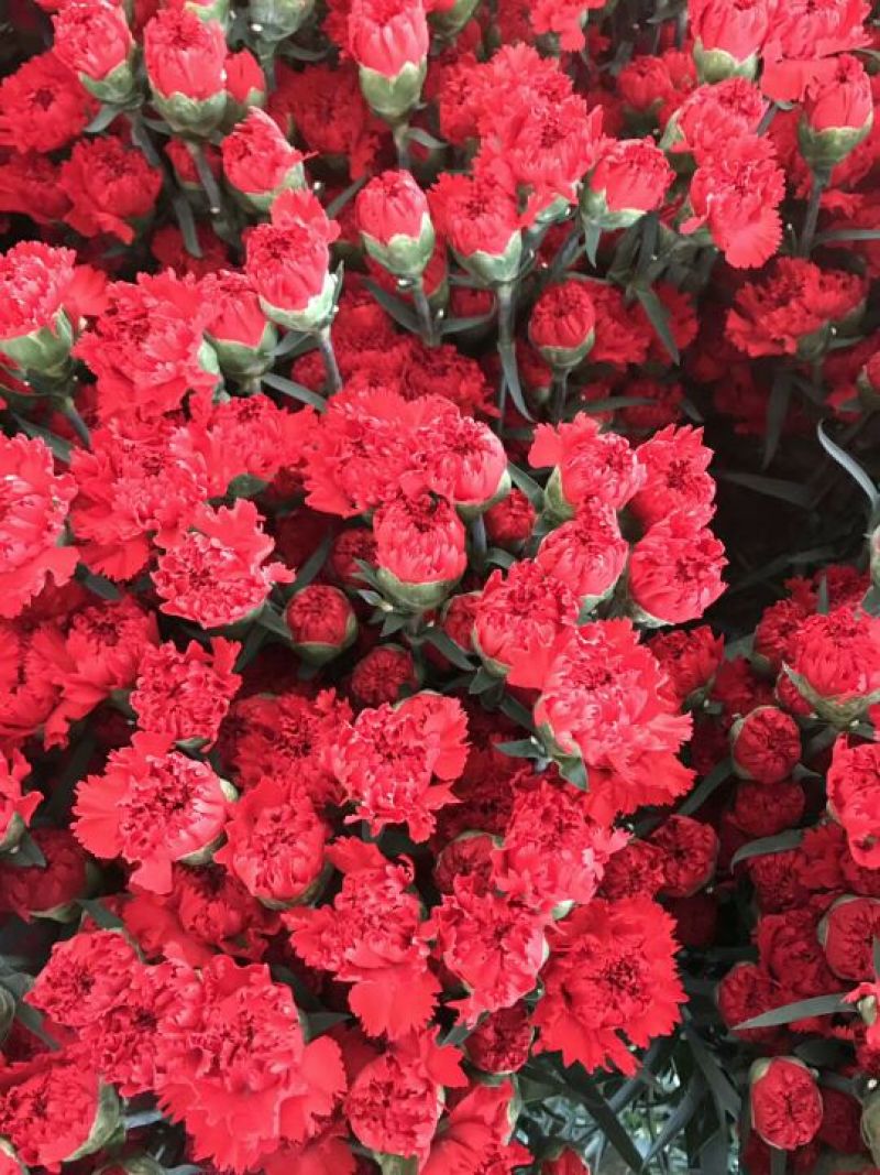 康乃馨鲜切花