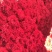 康乃馨鲜切花