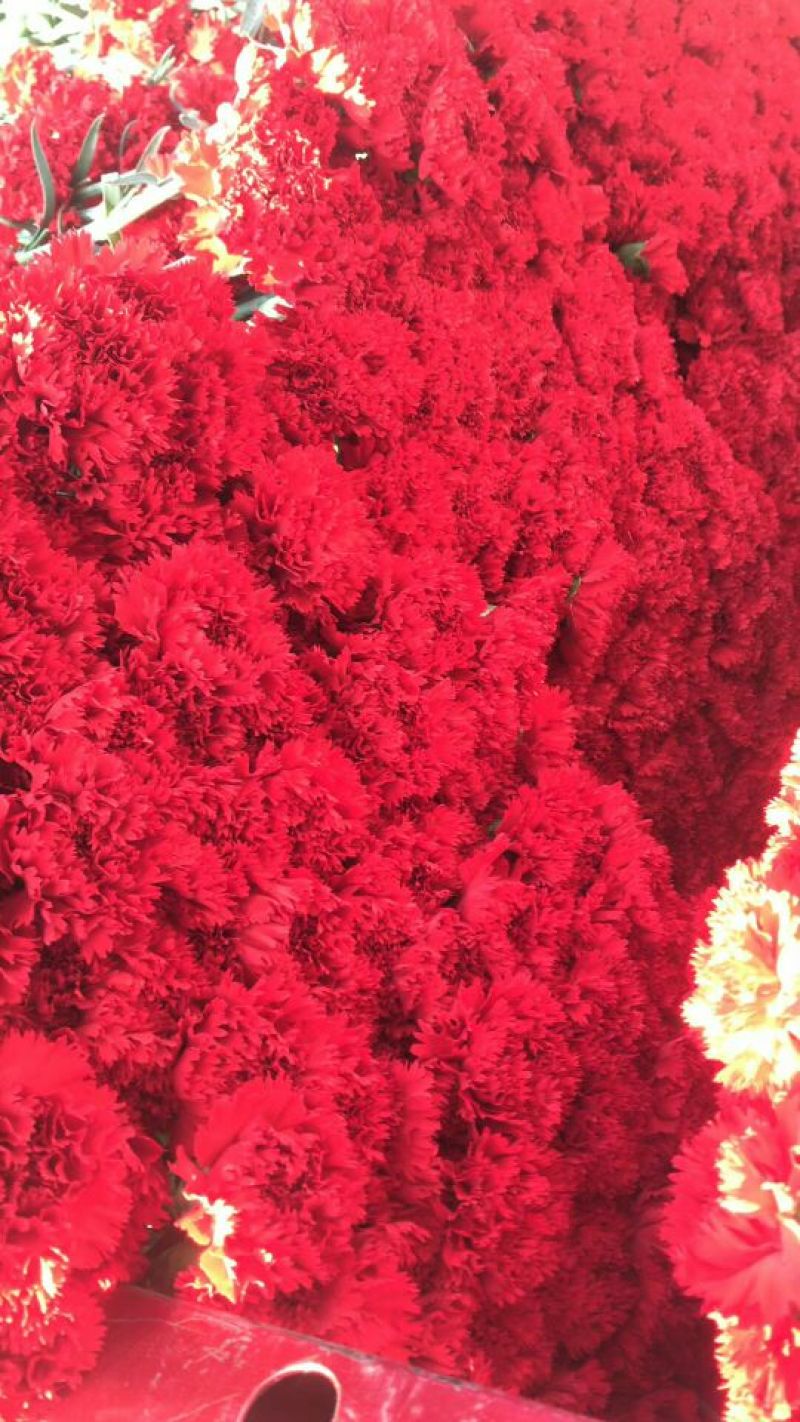 康乃馨鲜切花