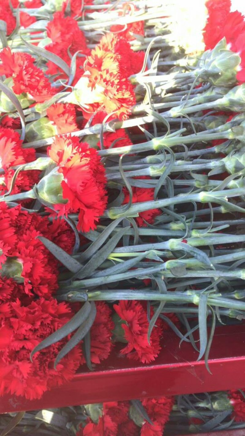 康乃馨鲜切花