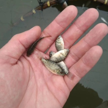 吉富罗非鱼活鱼