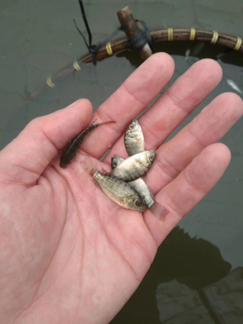 吉富罗非鱼活鱼