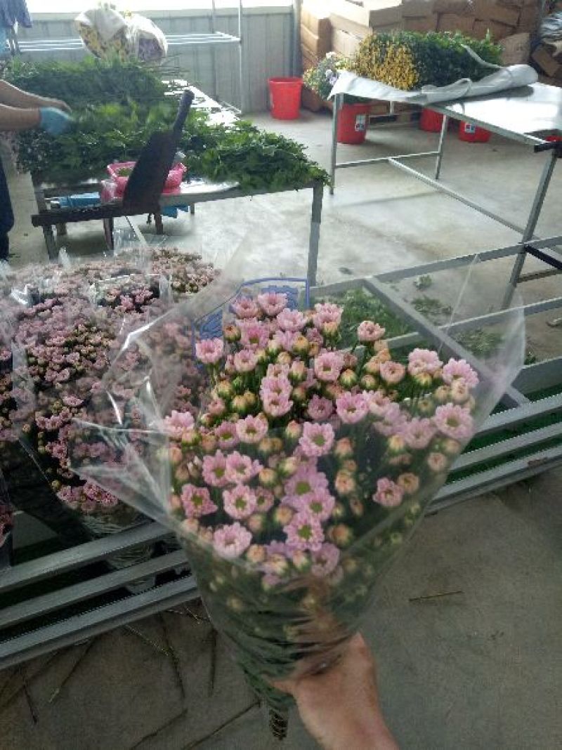 菊花
