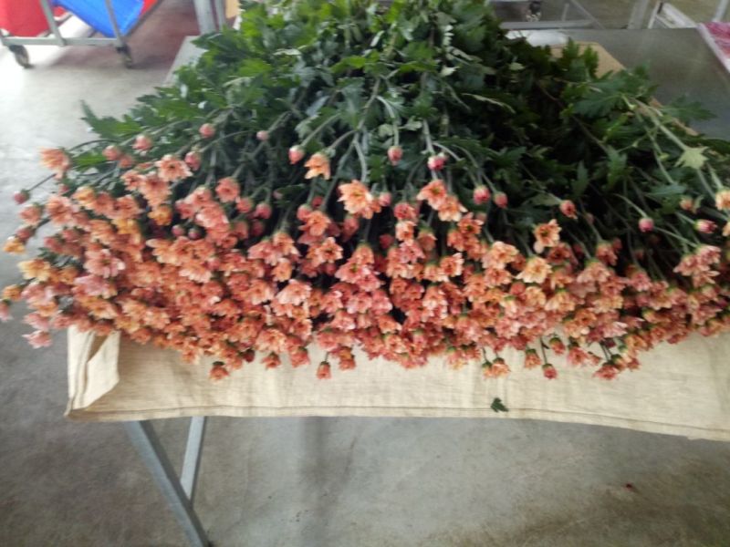 菊花