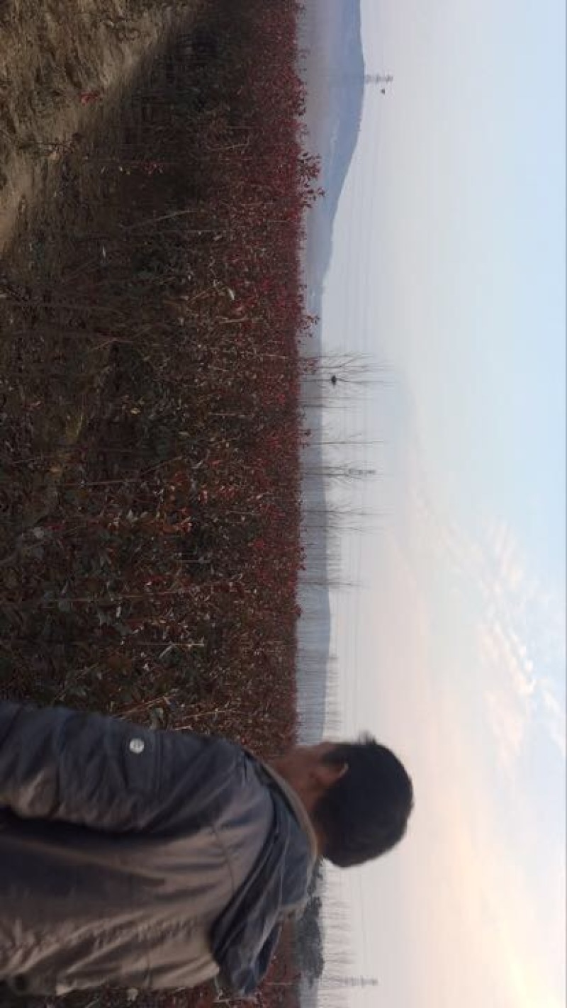 美国红枫红点，秋火焰红枫