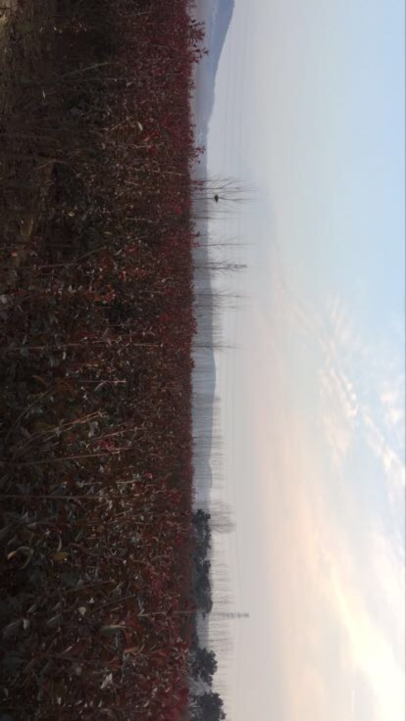 美国红枫红点，秋火焰红枫