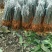 芒果苗1~1.5m