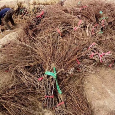 巨峰葡萄苗30公分至一米二高粗度3至5公分基地种植
