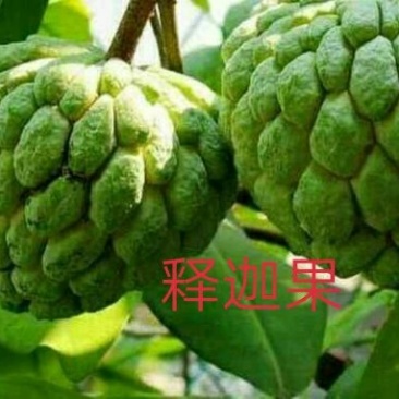 台湾凤梨释迦苗50~70cm