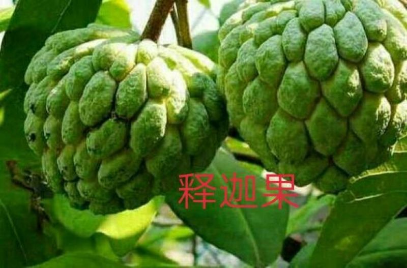 台湾凤梨释迦苗50~70cm
