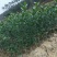 柠檬苗30~50cm