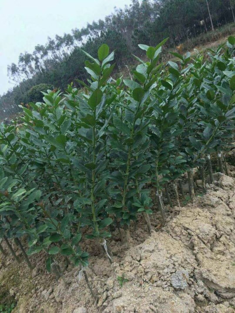 柠檬苗30~50cm