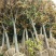 广玉兰8~10cm