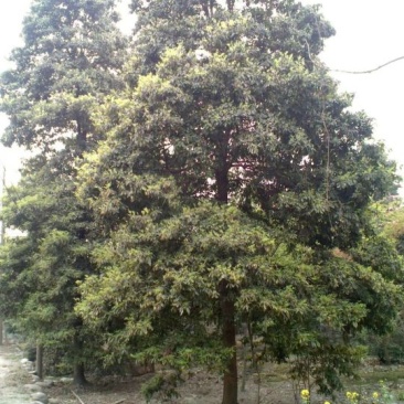 小叶桢楠50~80cm