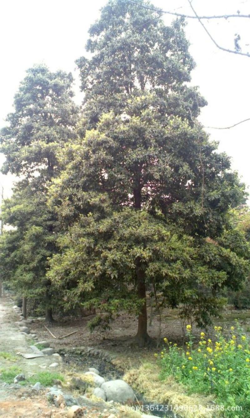 小叶桢楠50~80cm