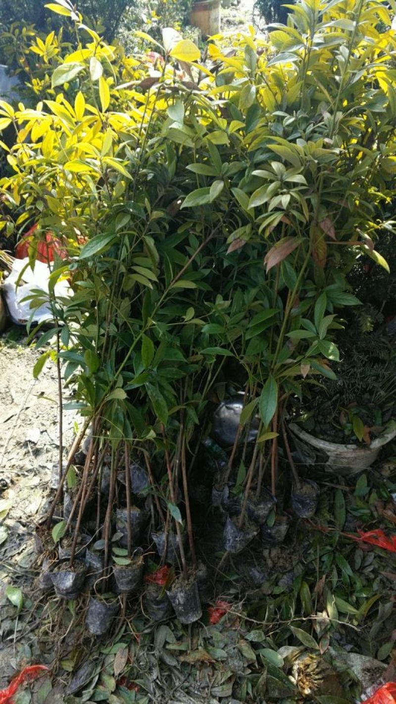 小叶桢楠50~80cm