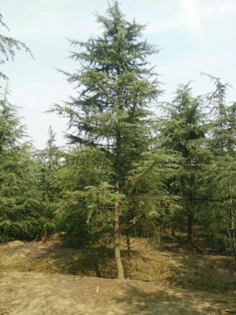 雪松4~6cm