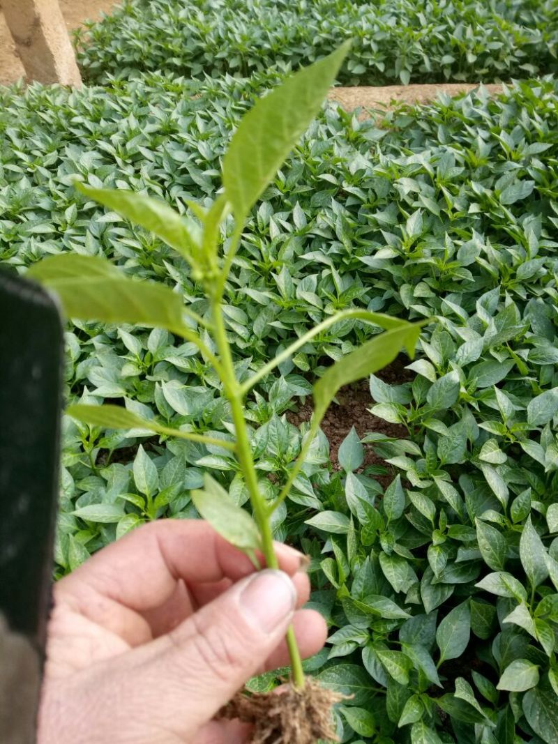 辣椒苗青椒线椒螺丝椒抗病毒品种齐全保质保量欢迎