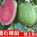 番石榴苗30cm以下