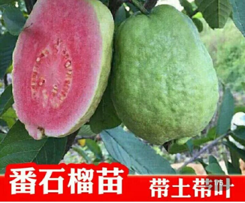 番石榴苗30cm以下