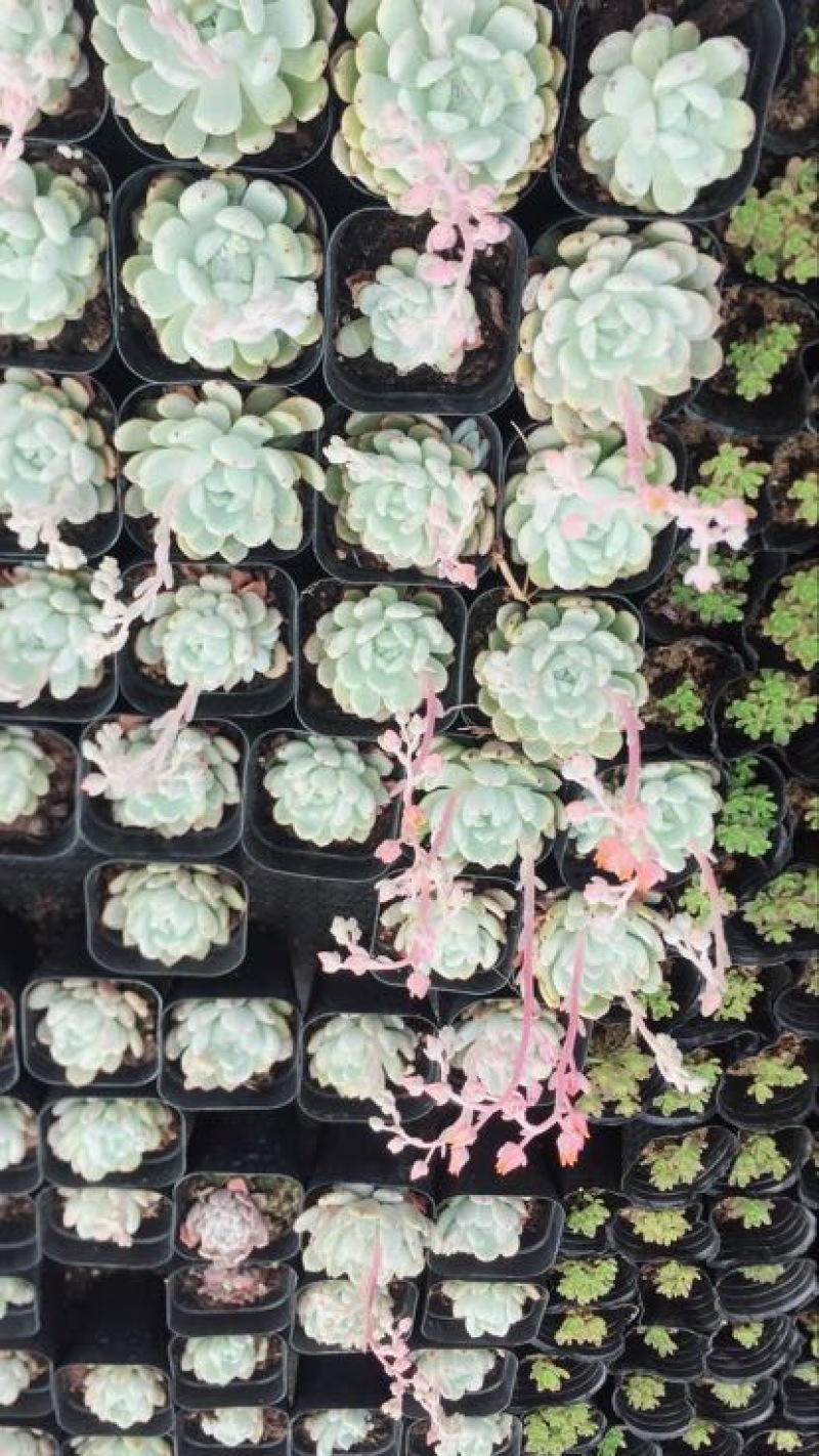 多肉植物含盆