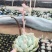 多肉植物含盆