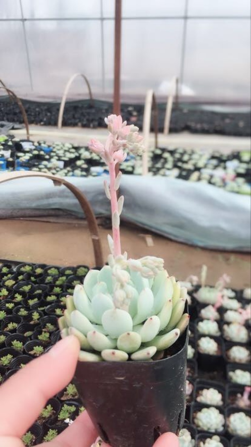 多肉植物含盆