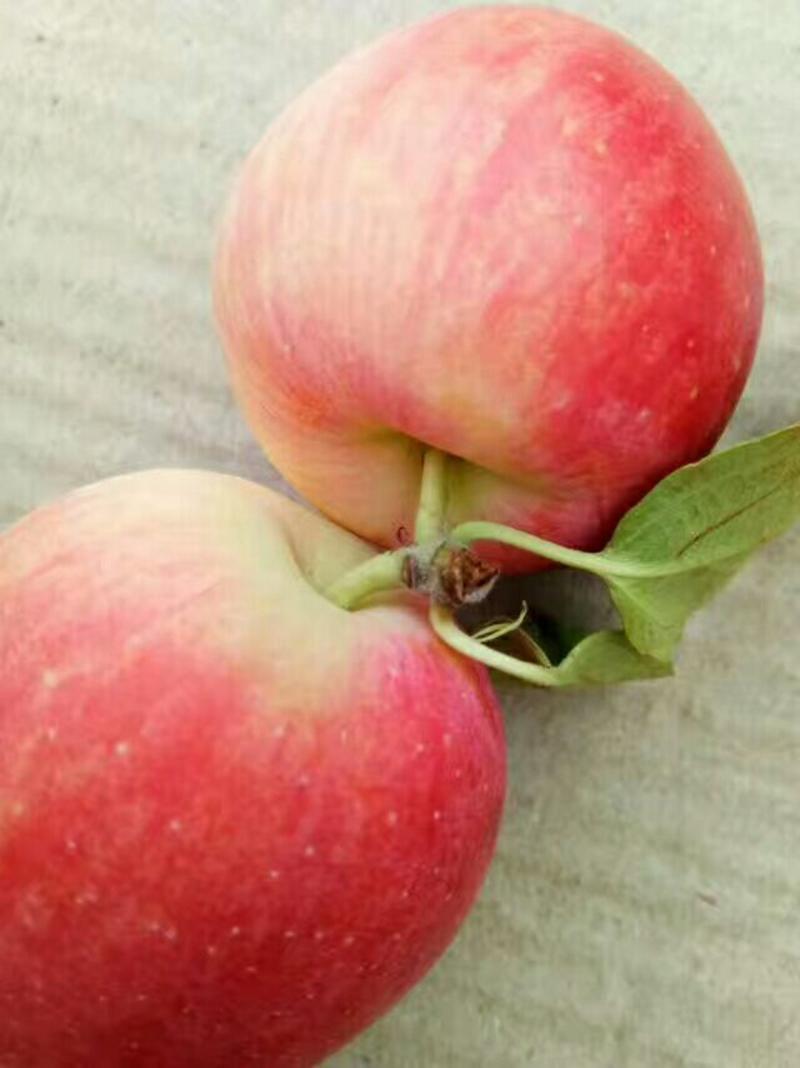 k9小苹果位于辽宁省开原市产量非常大品质非常好