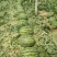 甜王西瓜10斤打底9成熟1茬