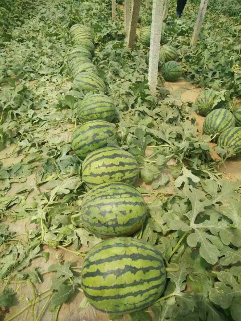 甜王西瓜10斤打底9成熟1茬