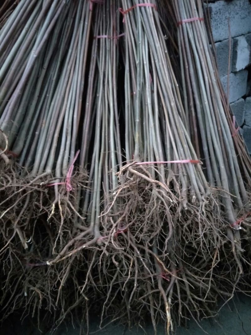 香椿苗80cm以上，入棚专用，也可露天种植用苗