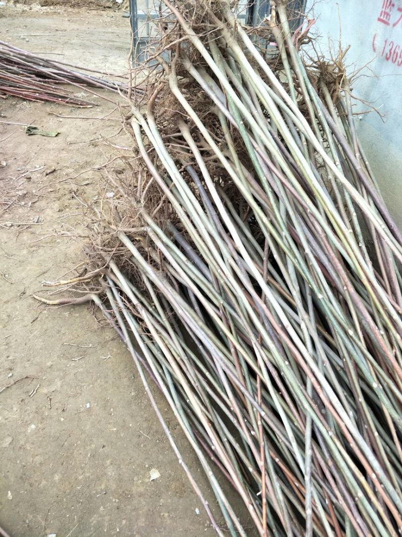 香椿苗80cm以上，入棚专用，也可露天种植用苗