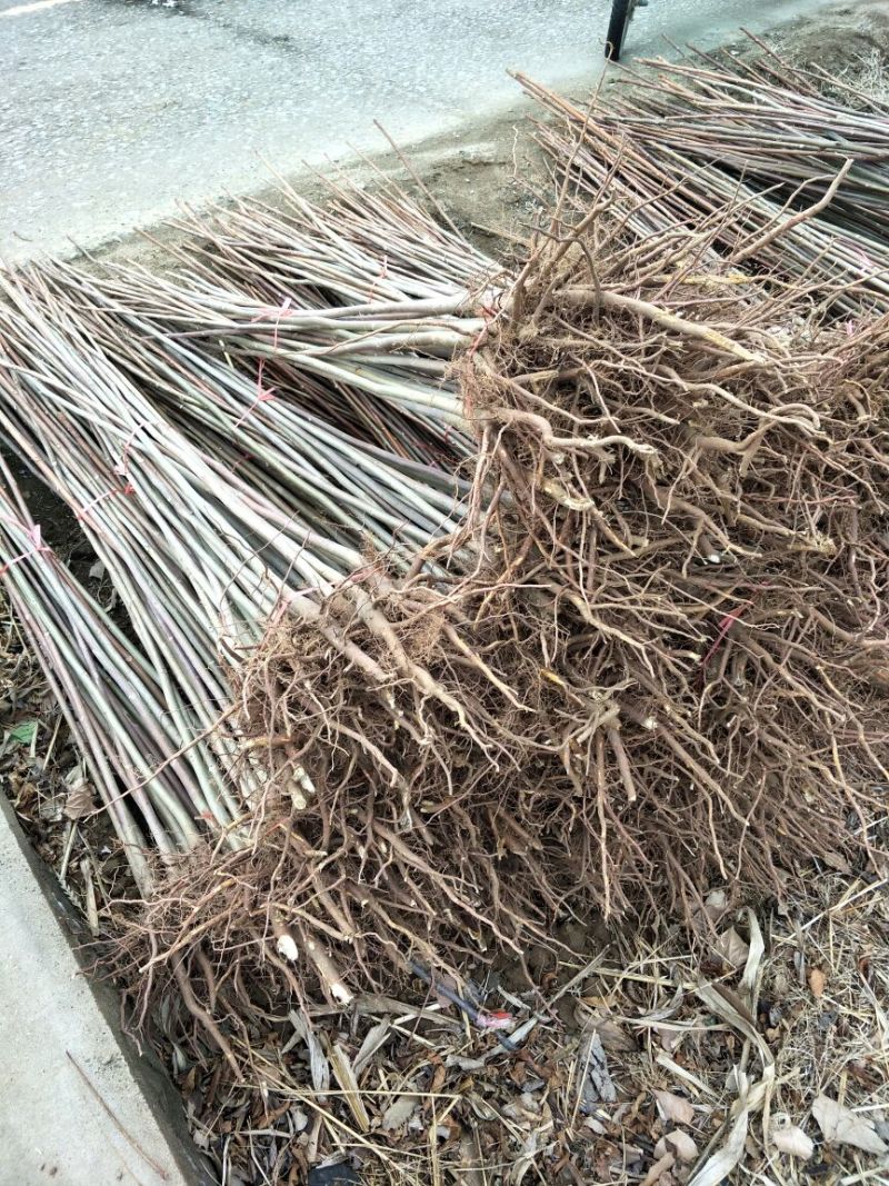 香椿苗80cm以上，入棚专用，也可露天种植用苗