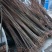 香椿苗80cm以上，入棚专用，也可露天种植用苗