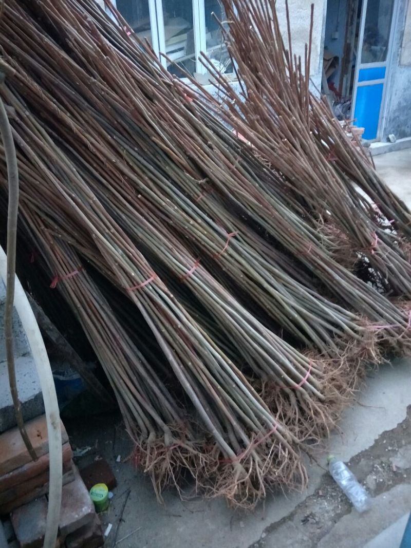 香椿苗80cm以上，入棚专用，也可露天种植用苗