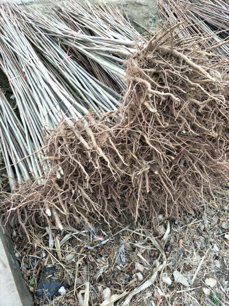 香椿苗80cm以上，入棚专用，也可露天种植用苗