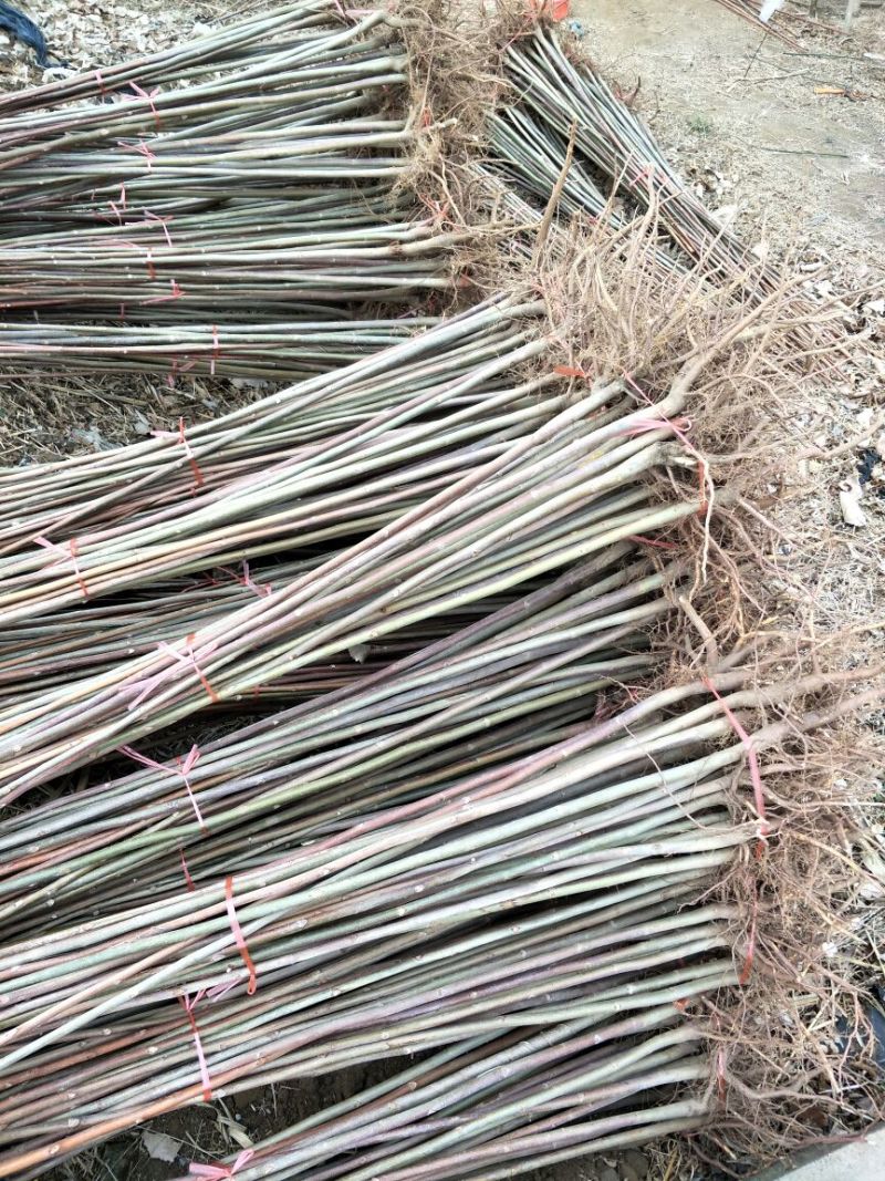 香椿苗80cm以上，入棚专用，也可露天种植用苗